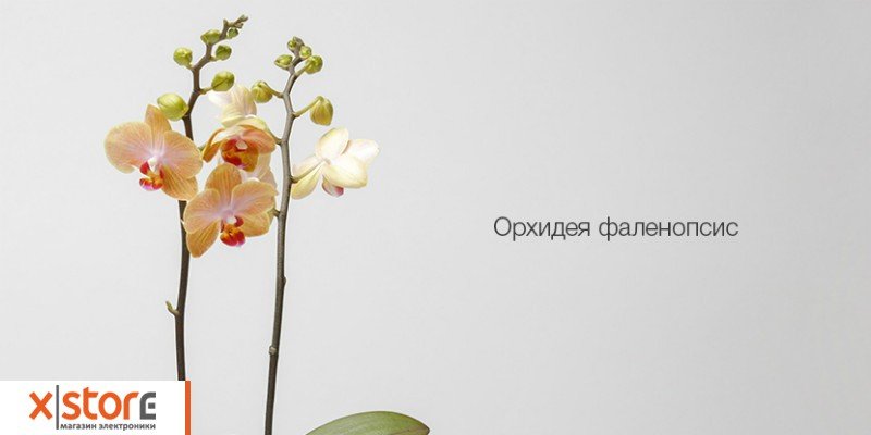 Mi Flower Monitor Xiaomi Купить